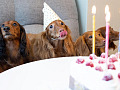 Tre cani seduti a un tavolo, con cappellini da festa. Immagine di glenn.jk han da Pixabay.