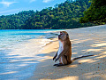Affe sitzt am Strand