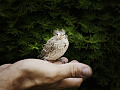 en fågel i en persons öppna hand