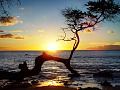 a twisted tree growing on a Hawaiian beach