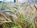 a field of grain, symbolic of the Virgo harvest season