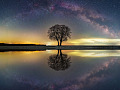 a tree reflected in the calm waters