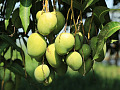 un montón de mangos en un árbol