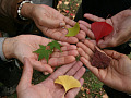 her biri farklı renk ve şekle sahip bir yaprağı tutan açık ellerden oluşan bir daire