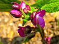 A garden bean plant in bloom. Image by sadie423 from Pixabay. 