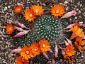 cactus in full bloom