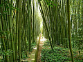 bamboo in a Japanese garden