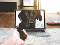 一隻小狗從筆記型電腦螢幕伸出
