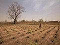 萨赫勒地区的农民在几乎没有水的情况下种植农作物