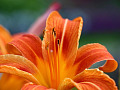 Fiore di giglio in piena fioritura. Immagine di PhoenixArt43 da Pixabay.