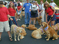 Golden Retrievers en un desfile del 4 de julio
