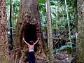 seorang lelaki di dalam hutan hujan menghadap sebatang pokok besar dengan lubang yang luas di dalamnya