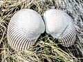 engelenvleugels clam zeeschelp
