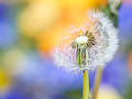 dandelion flower in seed