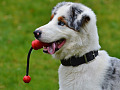 Young dog wanting to play Image by Alexa from Pixabay. 