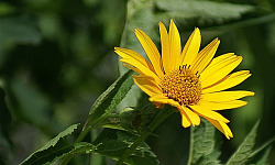 یک گل آفتابگردان در درخشندگی کاملش