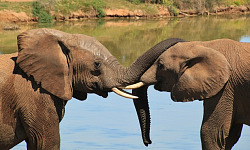 kaksi norsua läheltä ja rungot koskettavat