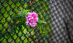 चेन लिंक बाड़ में एक अकेला फूल