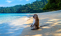 małpa siedzi na plaży