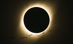 Aves durante um eclipse solar total