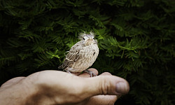 lintu ihmisen avoimessa kädessä