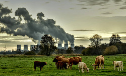 背景中有无数烟囱喷出黑烟，前景中有奶牛在觅食