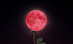 художественное изображение полной луны, «покоящейся» на стебле цветка.