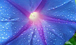 צילום מאקרו של טיפות מים על פרח סגול