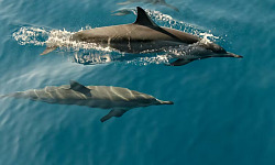 lumalangoy ang mga dolphin