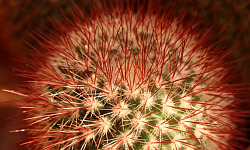 round prickly cactus