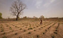 Landwirte in der Sahelzone bauen Pflanzen mit wenig bis gar keinem Wasser an