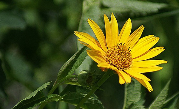 eine Sonnenblume in ihrer vollen Strahlkraft