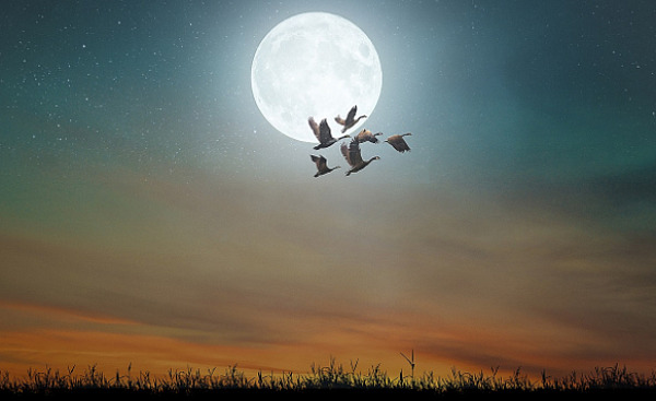 lua cheia com gansos canadenses voando na frente dela