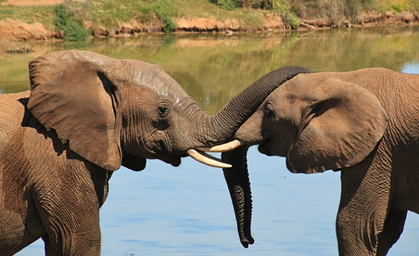 kaksi norsua läheltä ja rungot koskettavat