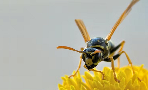 Nahaufnahme einer Wespe auf einer Blume