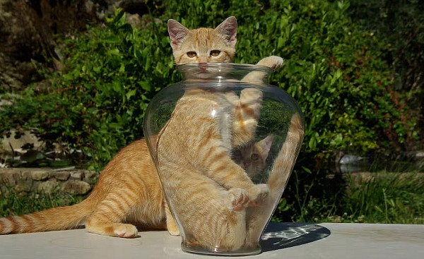 con mèo trong một chiếc bình