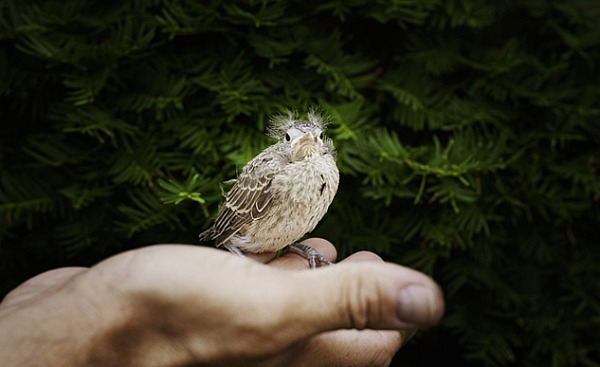 un oiseau dans la main ouverte d'une personne