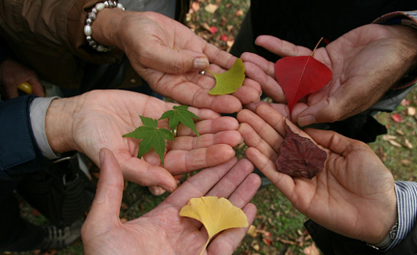 nyitott kezek köre, amelyek egy-egy különböző színű és alakú levelet tartanak