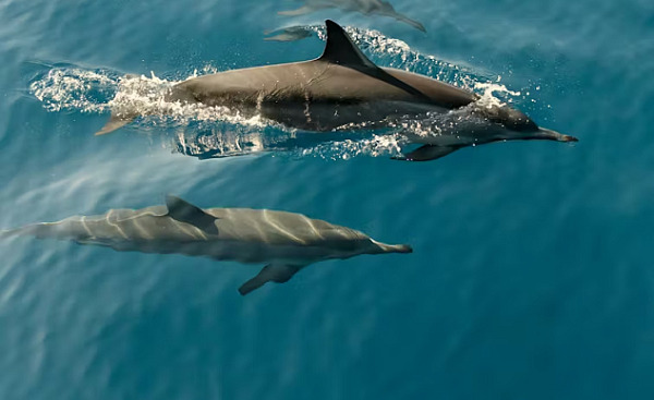 Delfine schwimmen