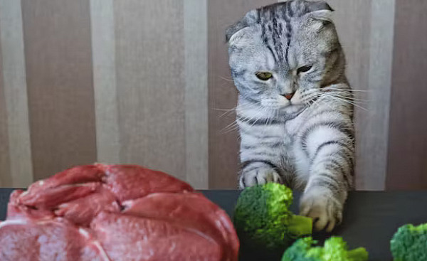 อาหารมังสวิรัติสำหรับแมว 9 27