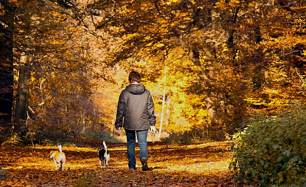 walking with dogs on a wooded trail in autumn