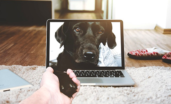 een puppy die zijn hand uitstrekt vanaf een laptopscherm