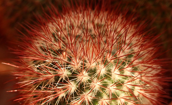 round prickly cactus