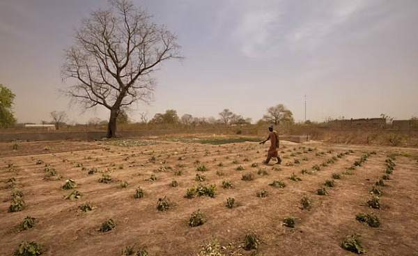 萨赫勒地区的农民在几乎没有水的情况下种植农作物