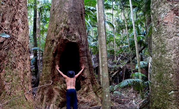 isang lalaki sa isang rainforest na nakaharap sa isang malaking puno na may malawak na butas