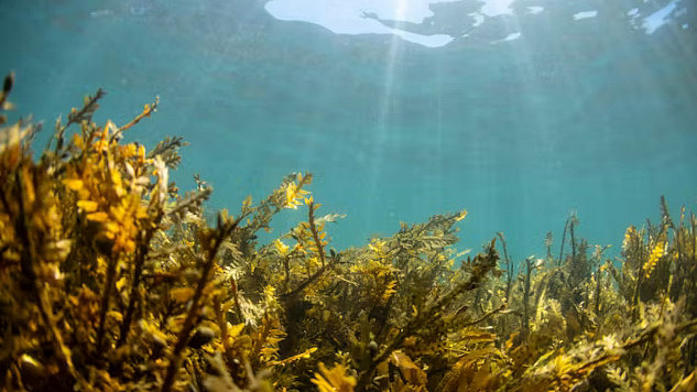 A bowl of fresh seaweed, highlighting its antioxidant properties and potential role in preventing Parkinson’s disease.