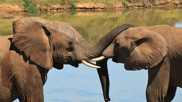 two elephants close up and trunks touching