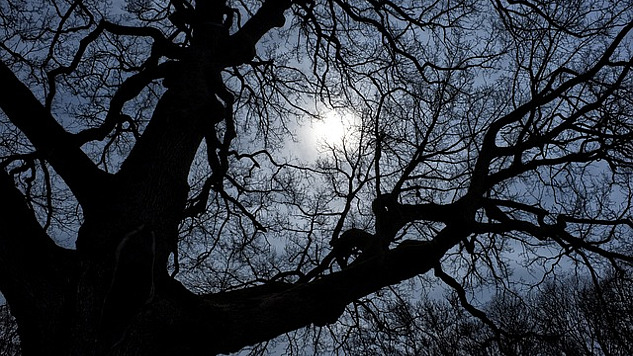 les branches nues d'un très grand vieil arbre contrastant avec la lumière derrière lui