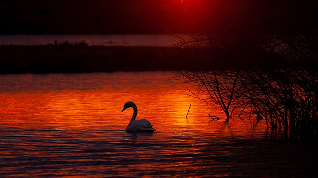 a swan in the waters at sunrise with red sky, red waters, and one white swan