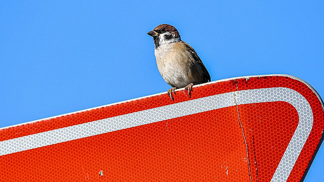 a sparrow perched on top of a road sign